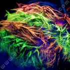 Gel per capelli Fluo